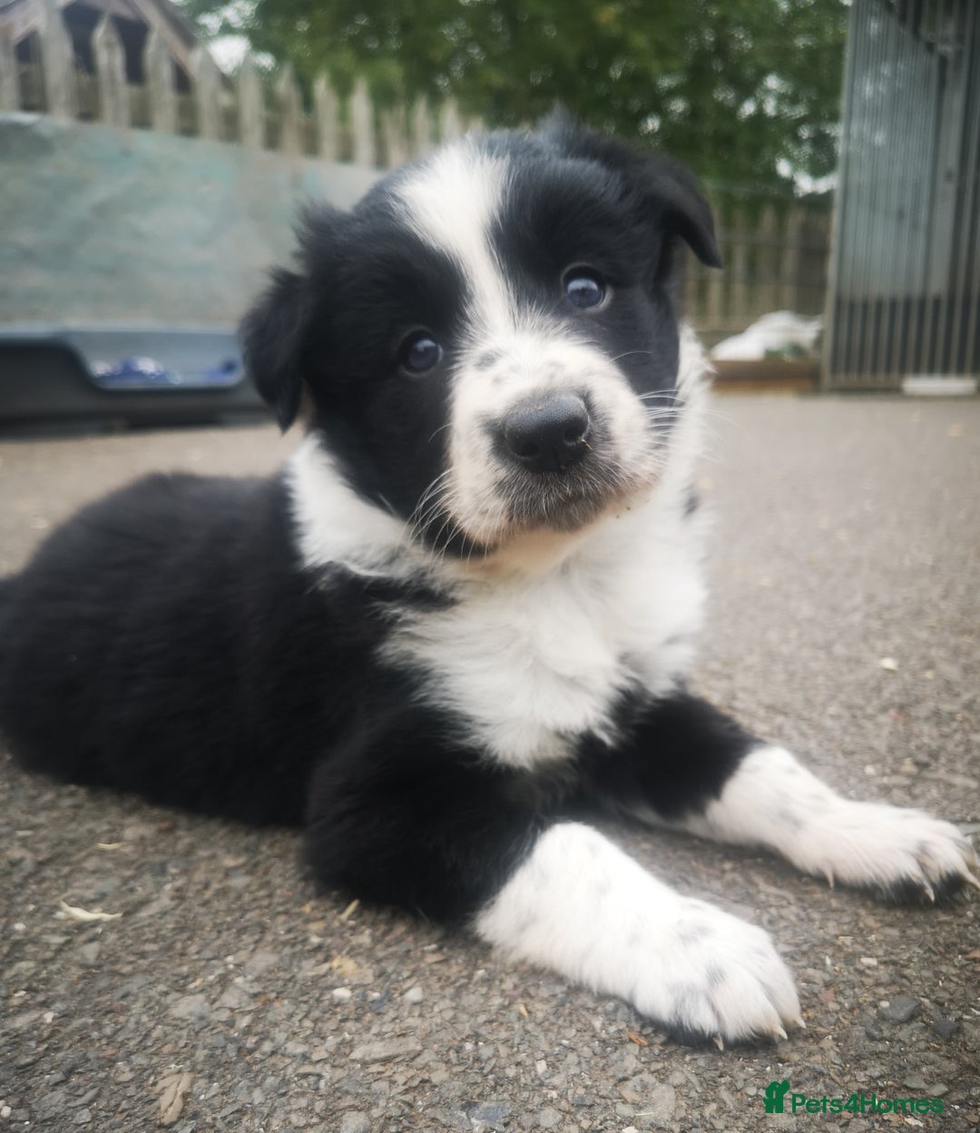 Border Collie dogs for sale: Beautiful Fluffy collie pups for sale  - Image 11