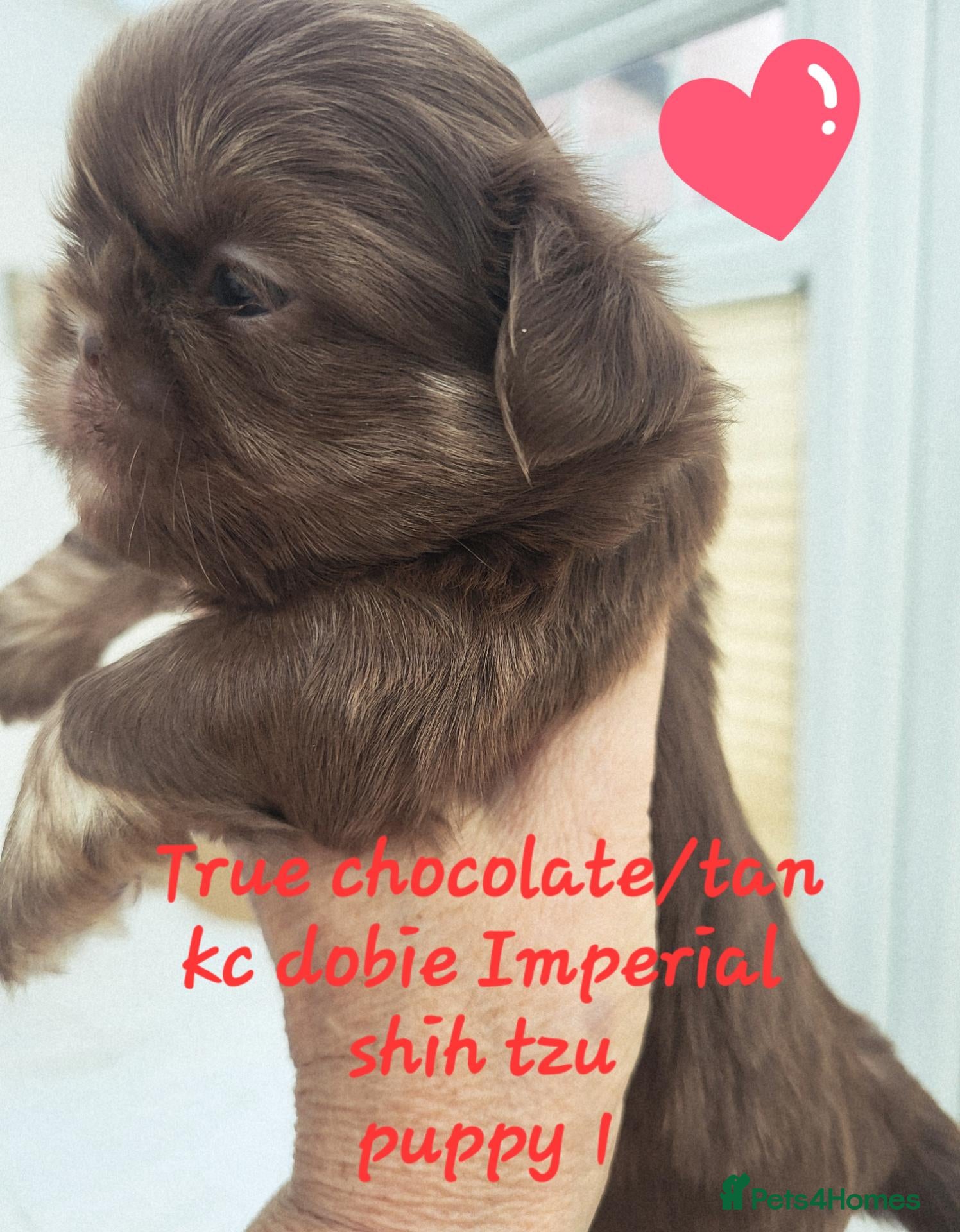Shih Tzu dogs Quality dobie kc Imperial shih tzu  - Advert 7