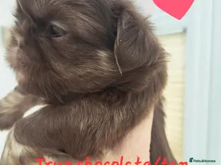 Shih Tzu dogs Quality dobie kc Imperial shih tzu - Advert 7