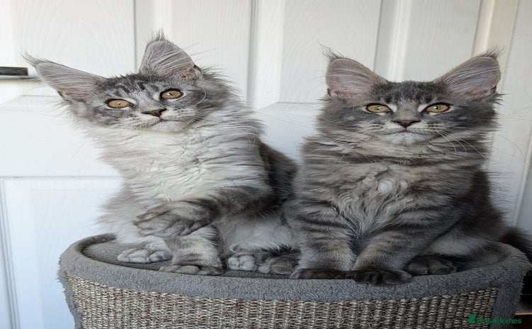 Maine Coon cats - Advert 1
