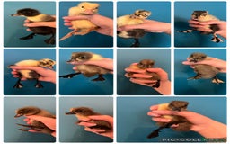 Ducks poultry for sale: Runner ducklings - Image 1