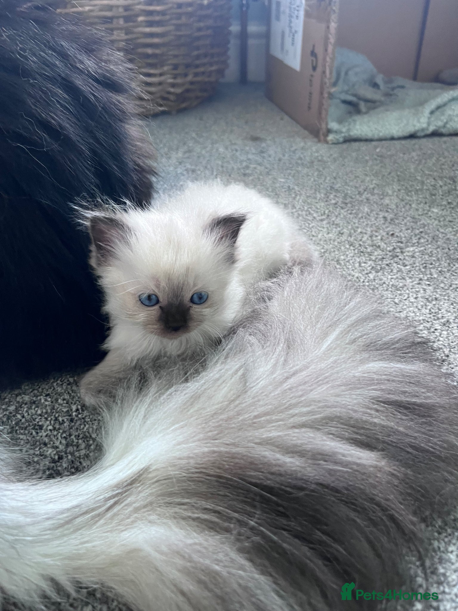 Ragdoll cats Pure breed ragdolls  - Advert 5