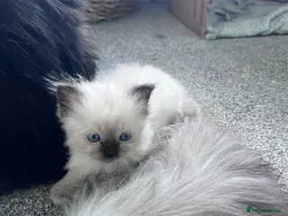 Ragdoll cats Pure breed ragdolls - Advert 4