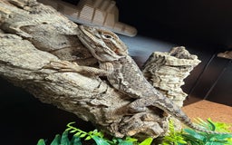 Bearded Dragon reptiles for sale: Rankins Dragon with complete setup - Image 3