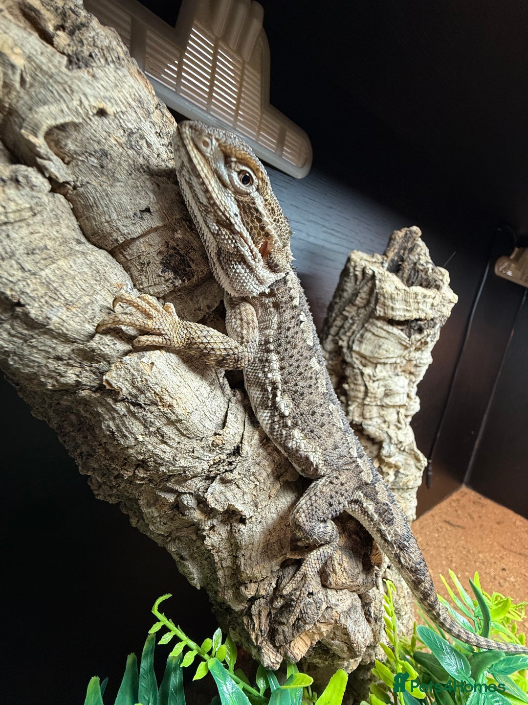 Bearded Dragon reptiles for sale: Rankins Dragon with complete setup - Image 3