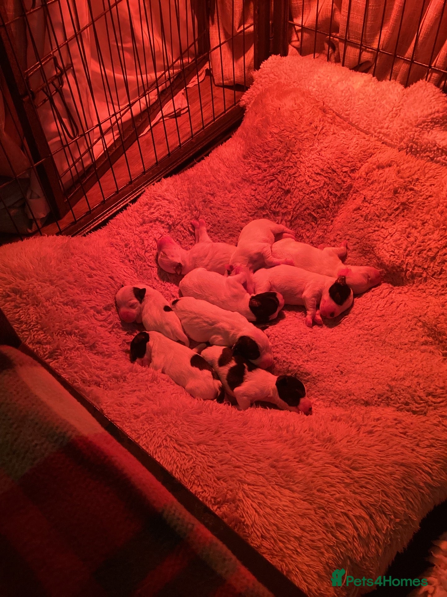 Jack Russell dogs Very proud Jack Russell mummy. - Advert 2