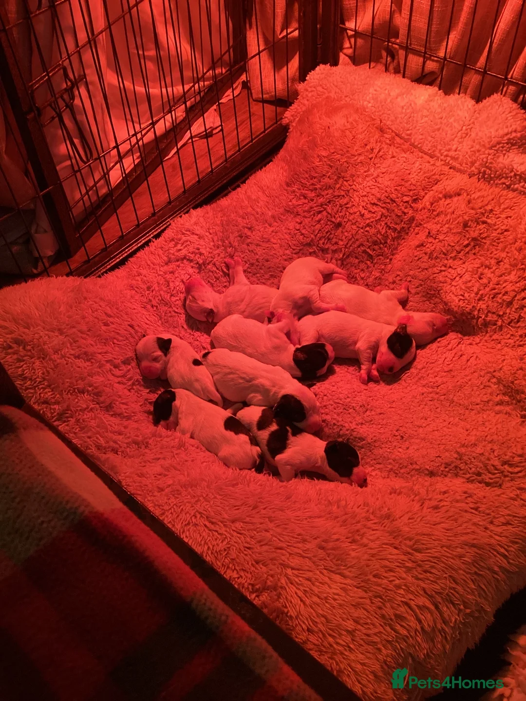 Jack Russell dogs for sale: Very proud Jack Russell mummy. - Advert 2
