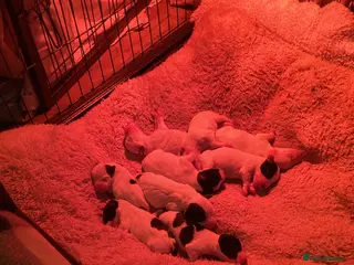 Jack Russell dogs Very proud Jack Russell mummy. - Advert 2