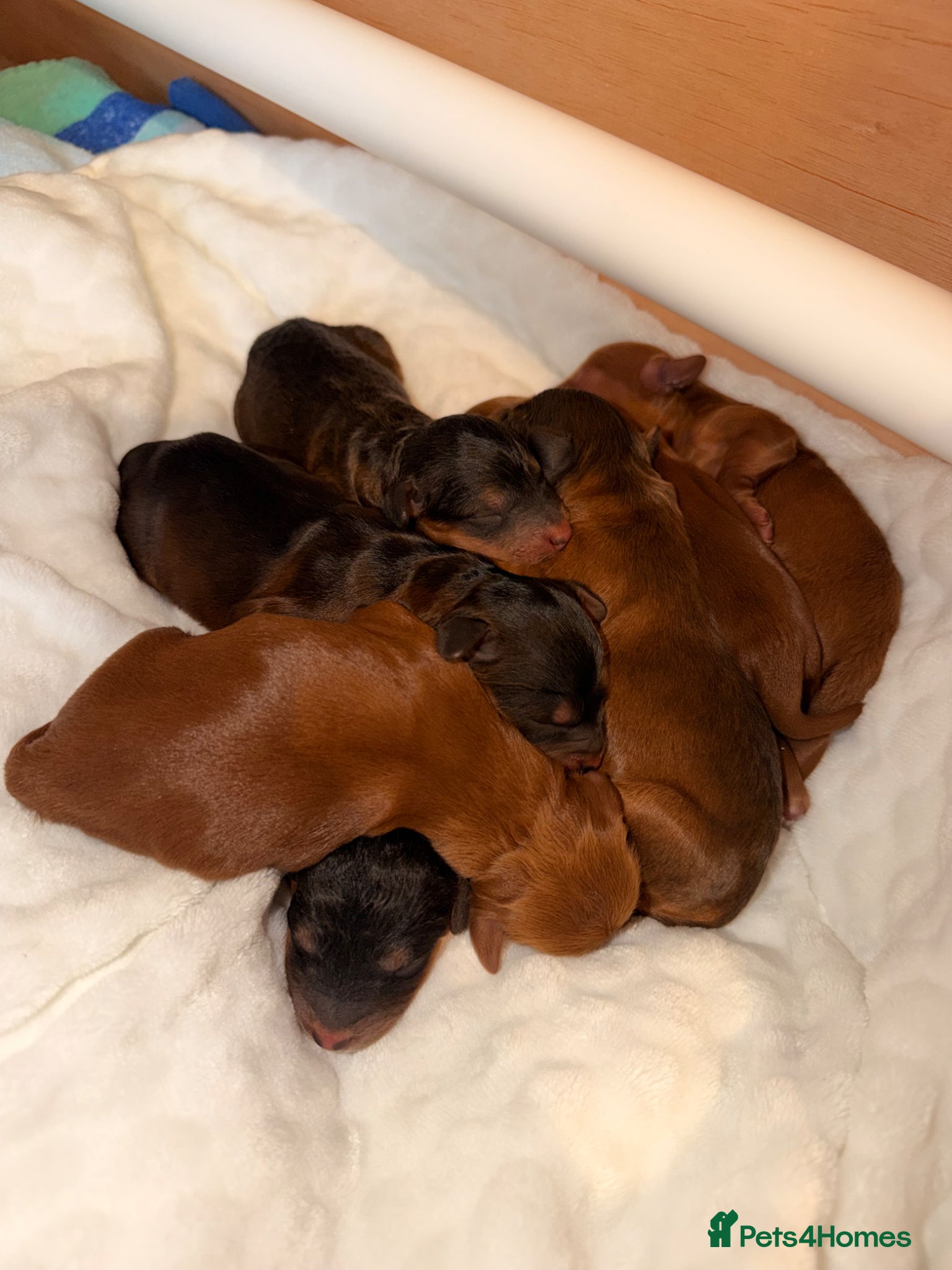 Cockapoo dogs F1B Cockapoos 🐶  - Advert 2