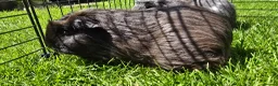 Guinea Pig rodents for sale: Mixed Guinea pigs adult sows and young boars - Advert 4