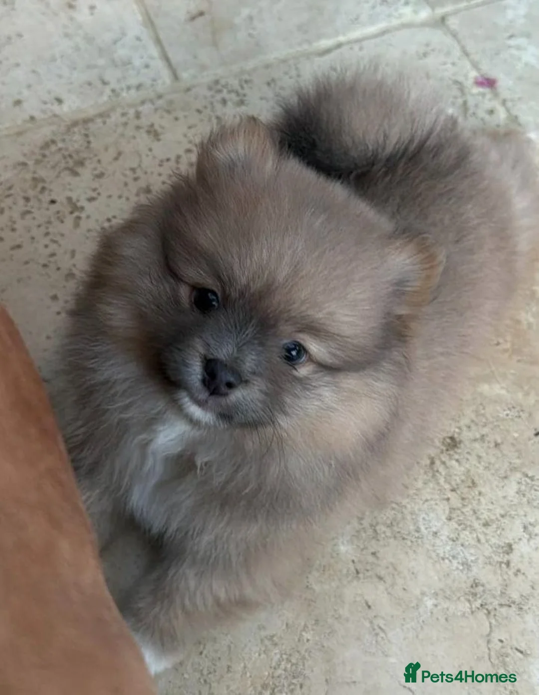Pomeranian dogs for sale: Stunning KC Registered Small Pomeranian Puppies - Advert 2