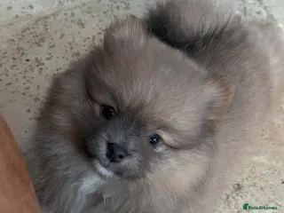 Pomeranian dogs Stunning KC Registered Small Pomeranian Puppies - Advert 4