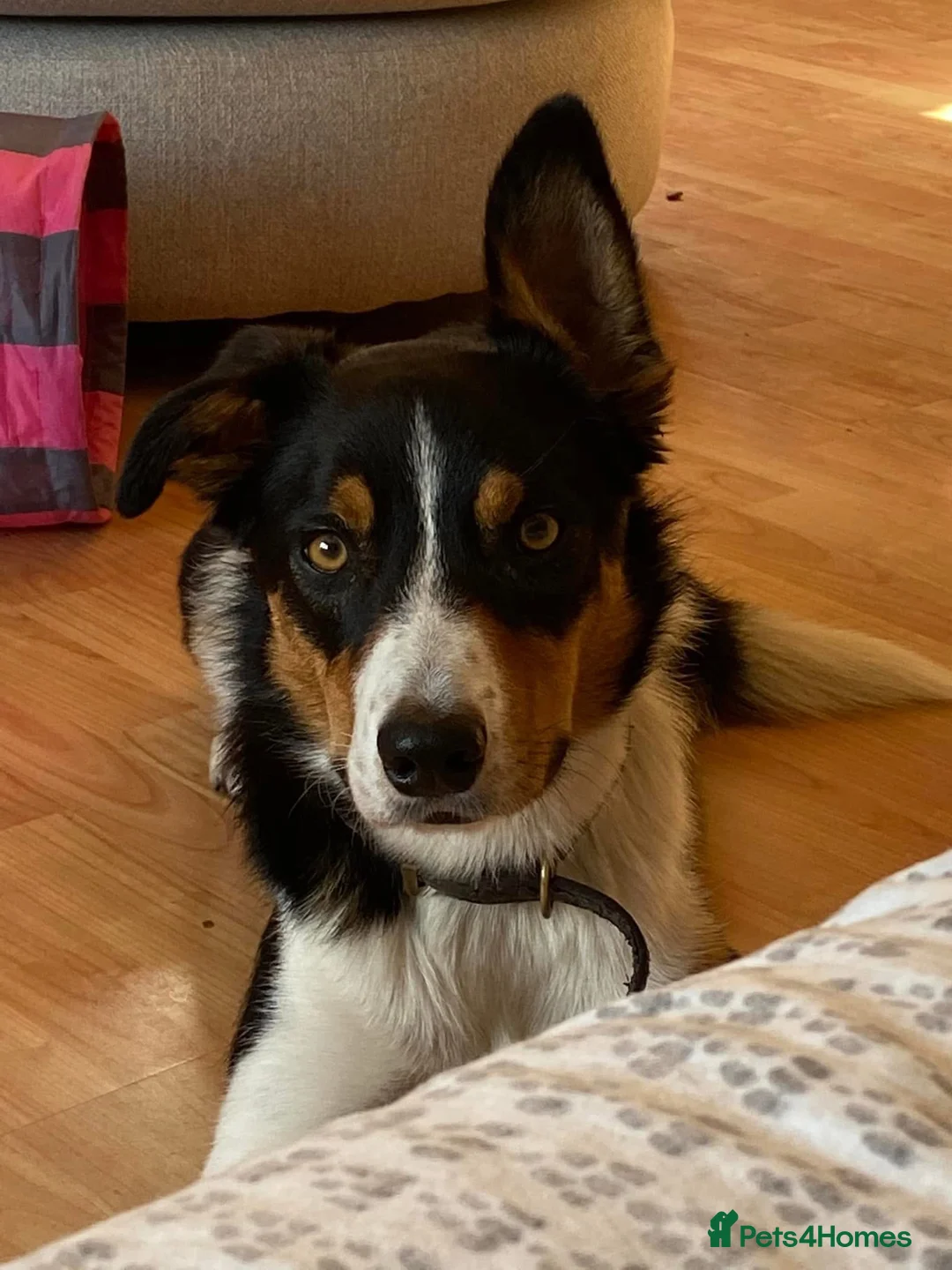 Border Collie dogs for sale: FREE Active, Loving Border Collie – 4 Years Old - Advert 4