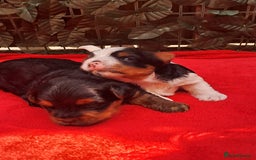 Yorkshire Terrier dogs for sale: Beautiful Biewer Yorkshire pups*LASTBOY Readynow* in Andover - Image 21