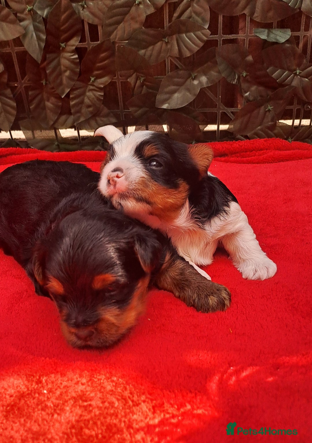 Yorkshire Terrier dogs for sale: Beautiful Biewer Yorkshire pups*LASTBOY Readynow* in Andover - Image 21