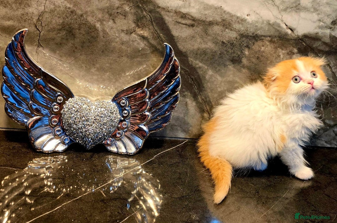 Scottish Fold cats for sale: Four wonderful Scottish Fold/straight kittens - Advert 10