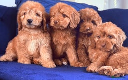 Cockapoo dogs for sale: Beautiful cockapoo puppies only  girls left  - Image 9