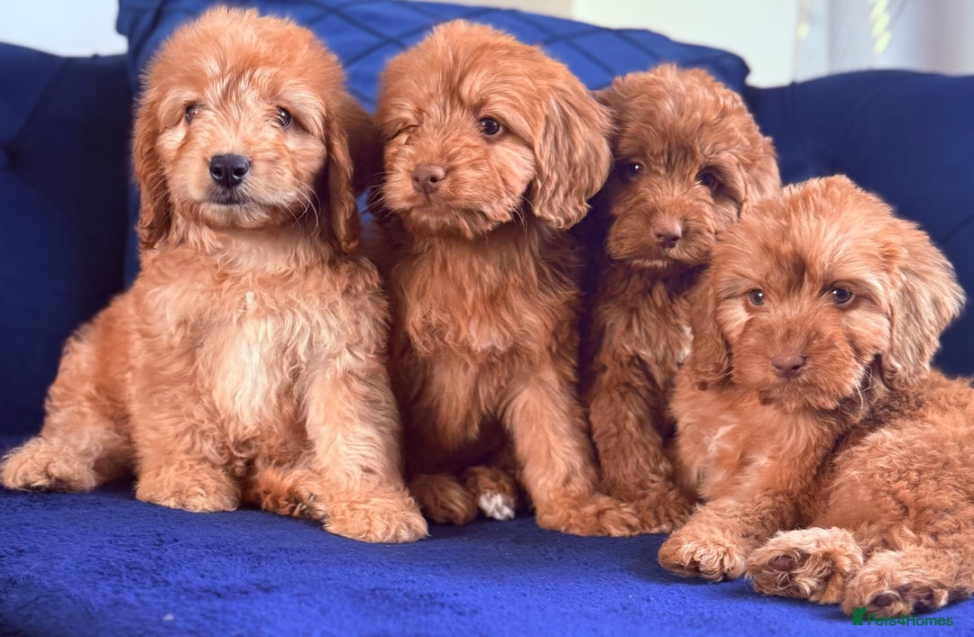 Cockapoo dogs for sale: Beautiful cockapoo puppies only  girls left  - Image 9