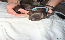 Flat coated Retriever dogs for sale: Flat coat Retriever Puppies for sale - Image 17