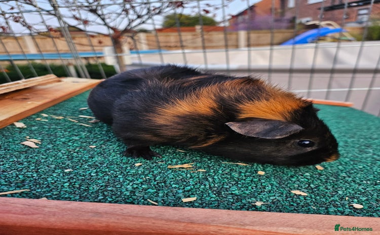 Guinea Pig rodents - Advert 4