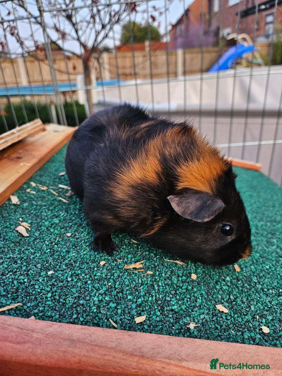 Guinea Pig rodents for sale: 3 guinea pigs for sale - Image 1