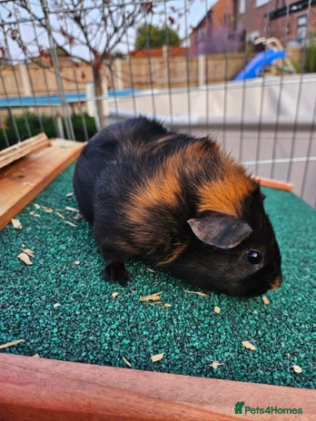 Guinea Pig rodents - Advert 4