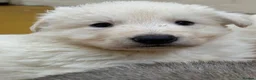 German Shepherd dogs for sale: Beautiful shepherd pups - Advert 8