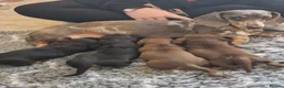 Miniature Dachshund dogs for sale: 4 beautiful miniature dachshunds - Advert 10