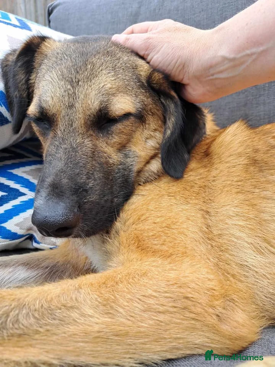 Mixed Breed dogs for adoption: Levi - Norwich Norfolk  - Advert 21