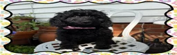 Labradoodle dogs for sale: 💐THERAPY/ASSISTANCE PUP💐PLEASE READ💐 - Advert 4
