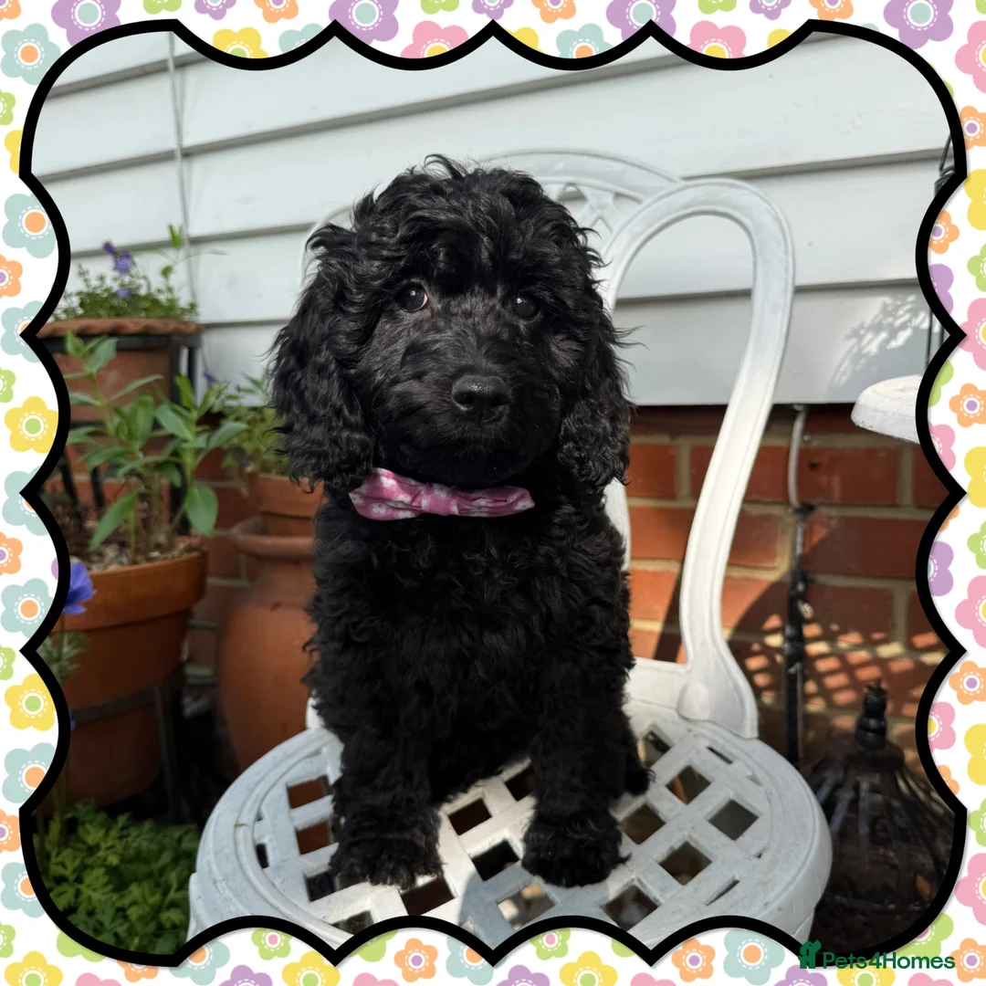 Labradoodle dogs for sale: 🐾🐾Part Trained Therapy/Assistance Puppy🐾🐾 - Advert 15