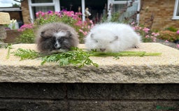 Guinea Pig rodents for sale: Beautiful Swiss guinea pig sows (girls) - Image 2