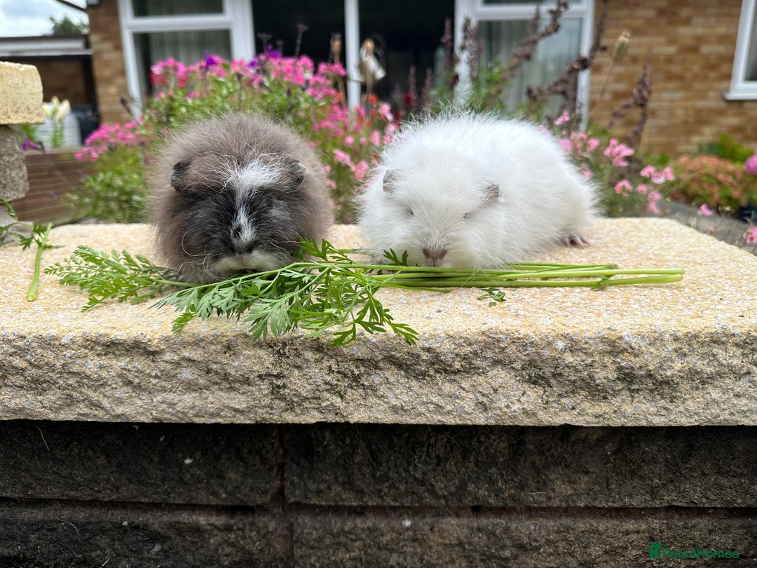 Guinea Pig rodents for sale: Beautiful Swiss guinea pig sows (girls) - Image 2