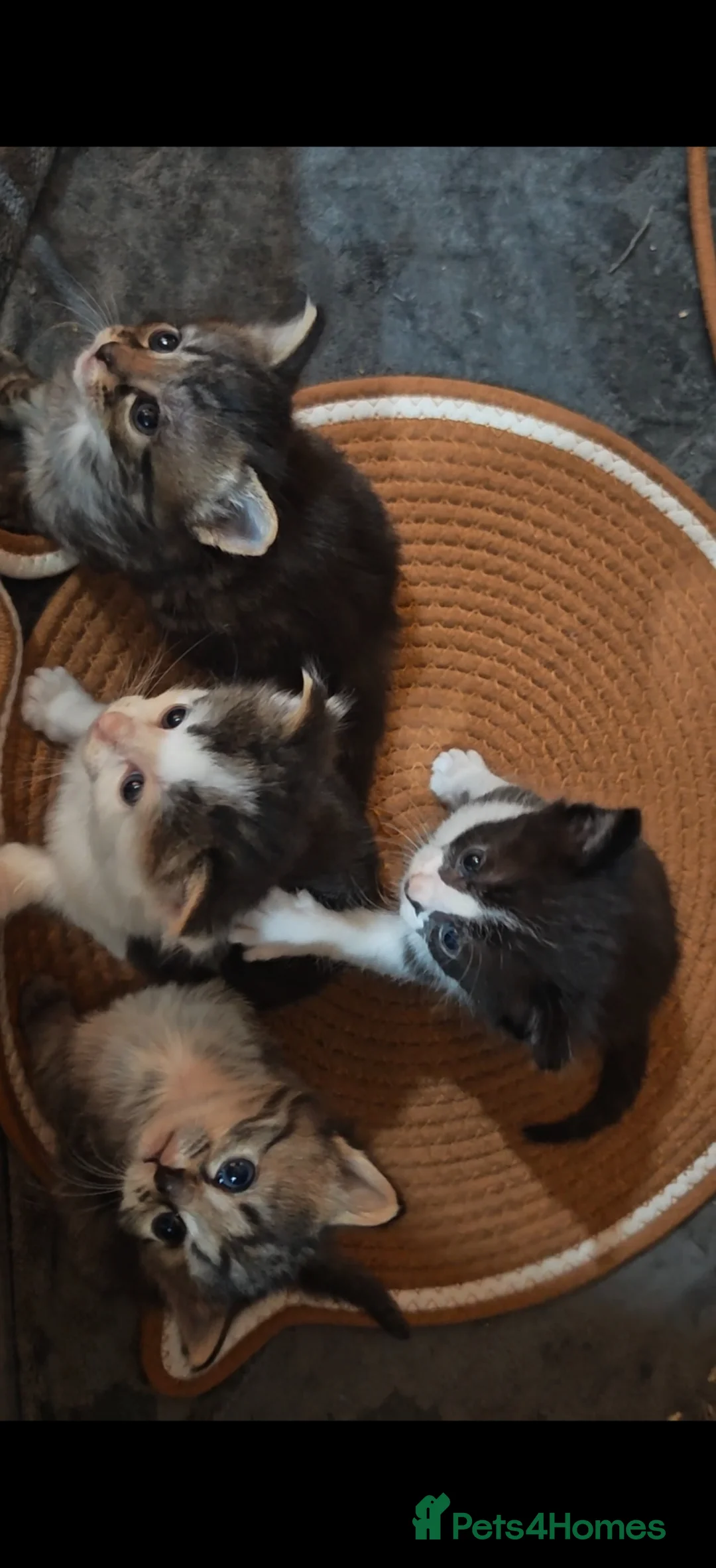 Mixed Breed cats for sale: Beautiful boys - Advert 1