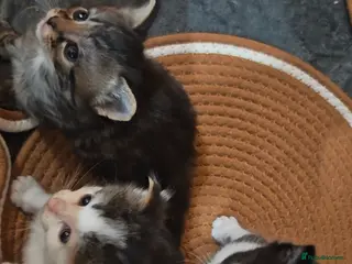 Mixed Breed cats Beautiful boys - Advert 4