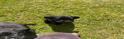 Labrador Retriever dogs for sale: 4 Beautiful Working Labrador Puppies - Advert 12