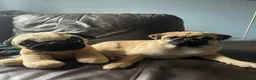 Pug dogs for sale: Poppy The Pug - Advert 2