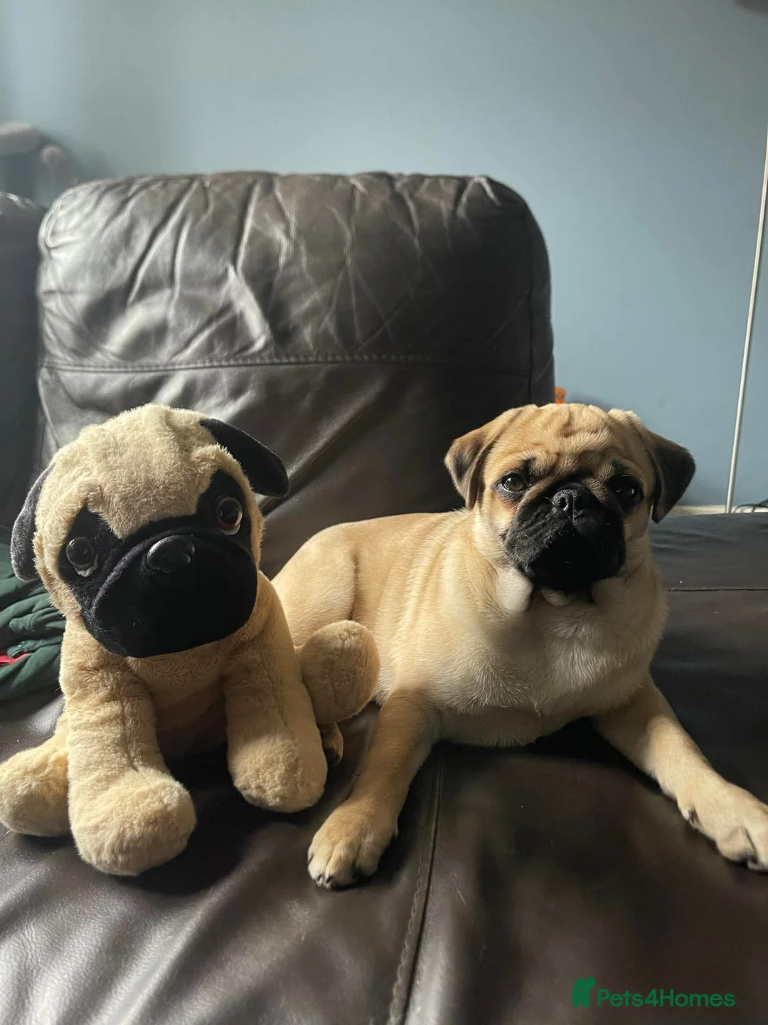 Pug dogs for sale: Poppy The Pug - Advert 2