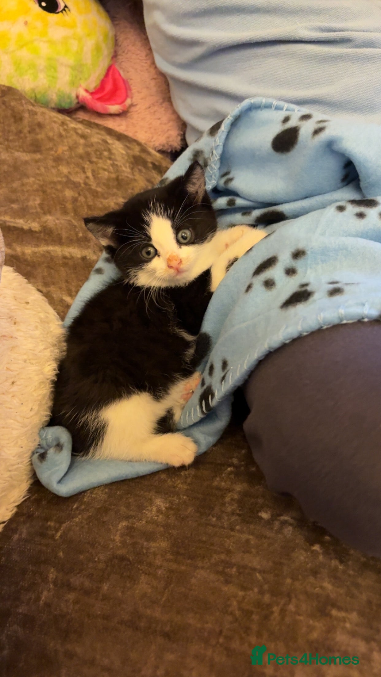 British Shorthair cats Super Cute and friendly kittens.  - Advert 4