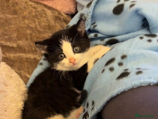 British Shorthair cats Cute and friendly kittens. - Advert 1