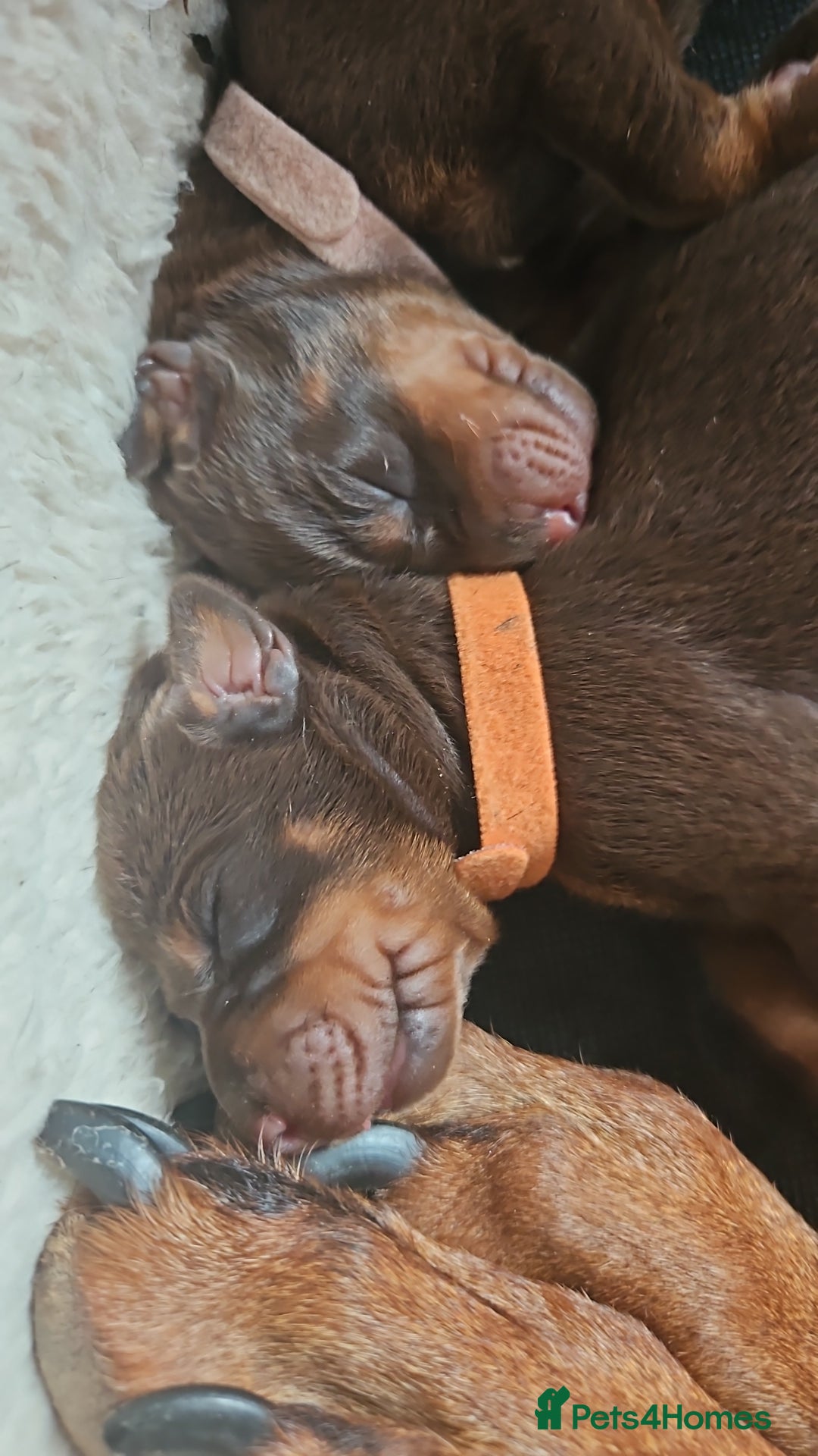 Dobermann dogs for sale: Doberman Puppies For Sale with FREE pet insurance - Image 2