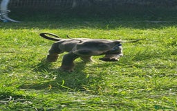 Dobermann dogs for sale: ⭐️⭐️⭐️⭐️⭐️x1Top bloodline.Dobermann puppy - Image 1