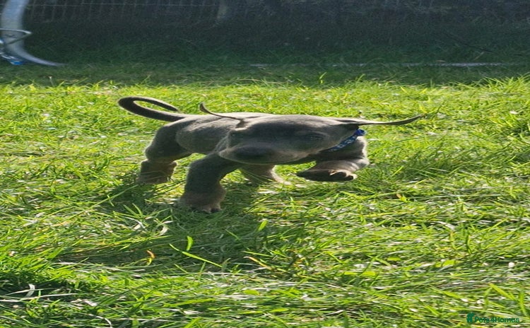 Dobermann dogs - Advert 1
