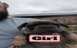 French Bulldog dogs for sale: French bulldog puppies!!! - Image 2