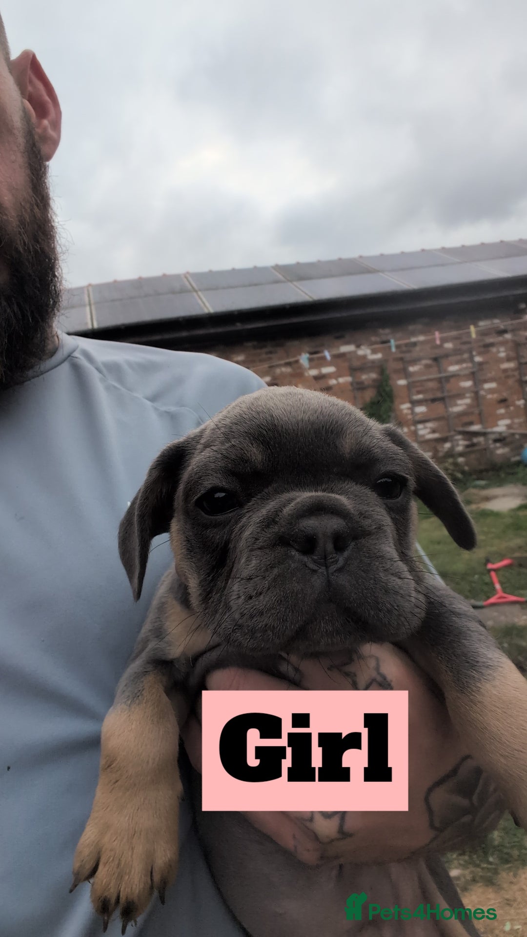 French Bulldog dogs for sale: French bulldog puppies!!! - Image 2