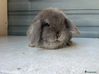 Mini Lop rabbits Pure mini lop - Advert 3