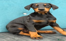 Dobermann dogs for sale: KC Reg Doberman Male - Image 4