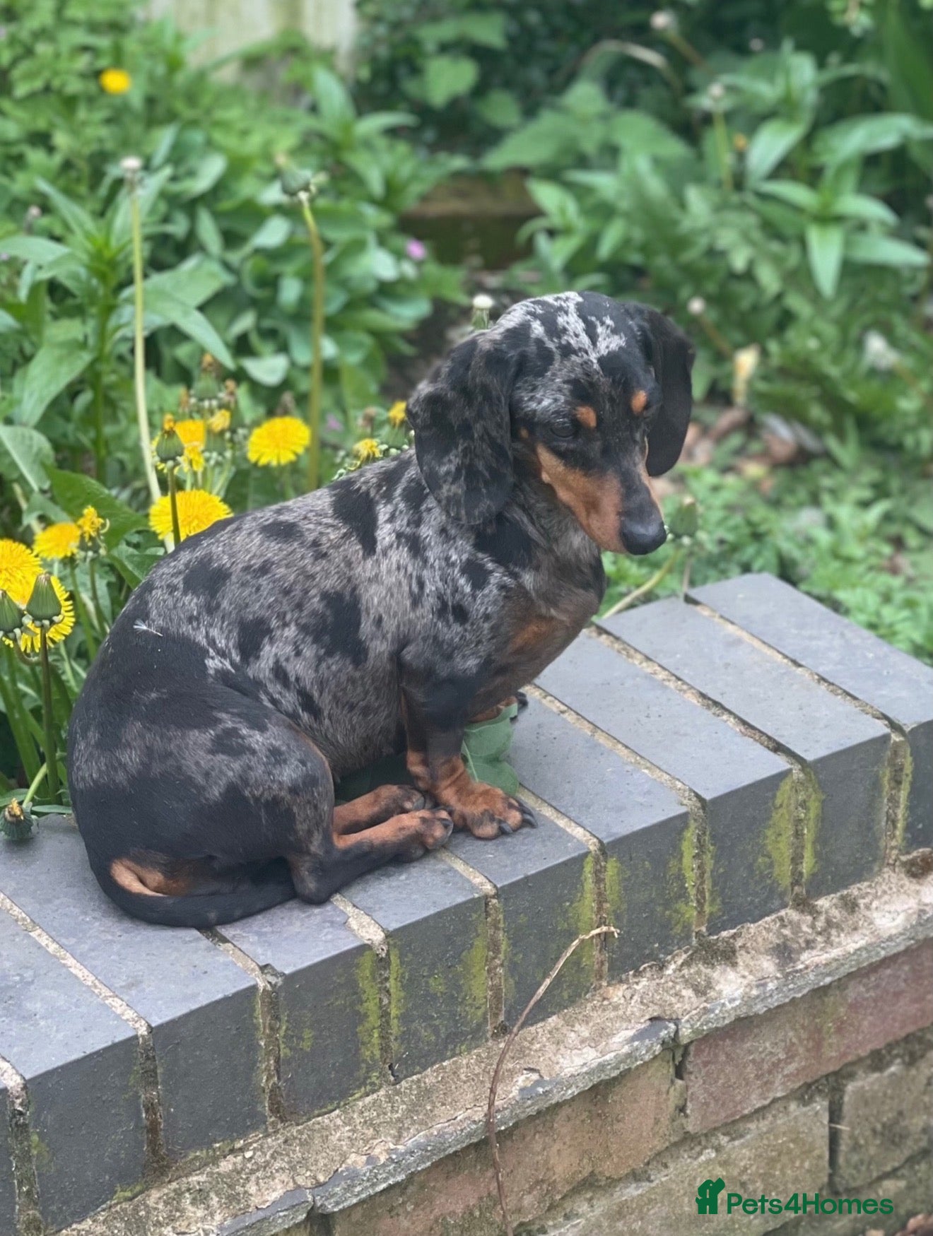 Miniature Dachshund dogs for sale: 5 year old miniature dachshunds - Advert 4