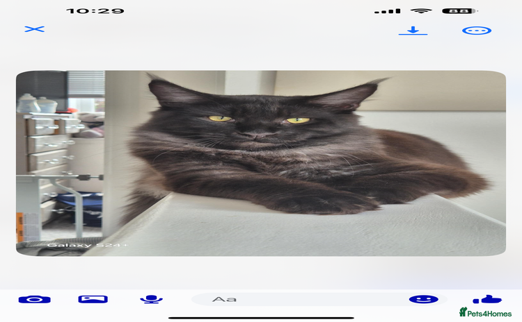 Maine Coon cats - Advert 5