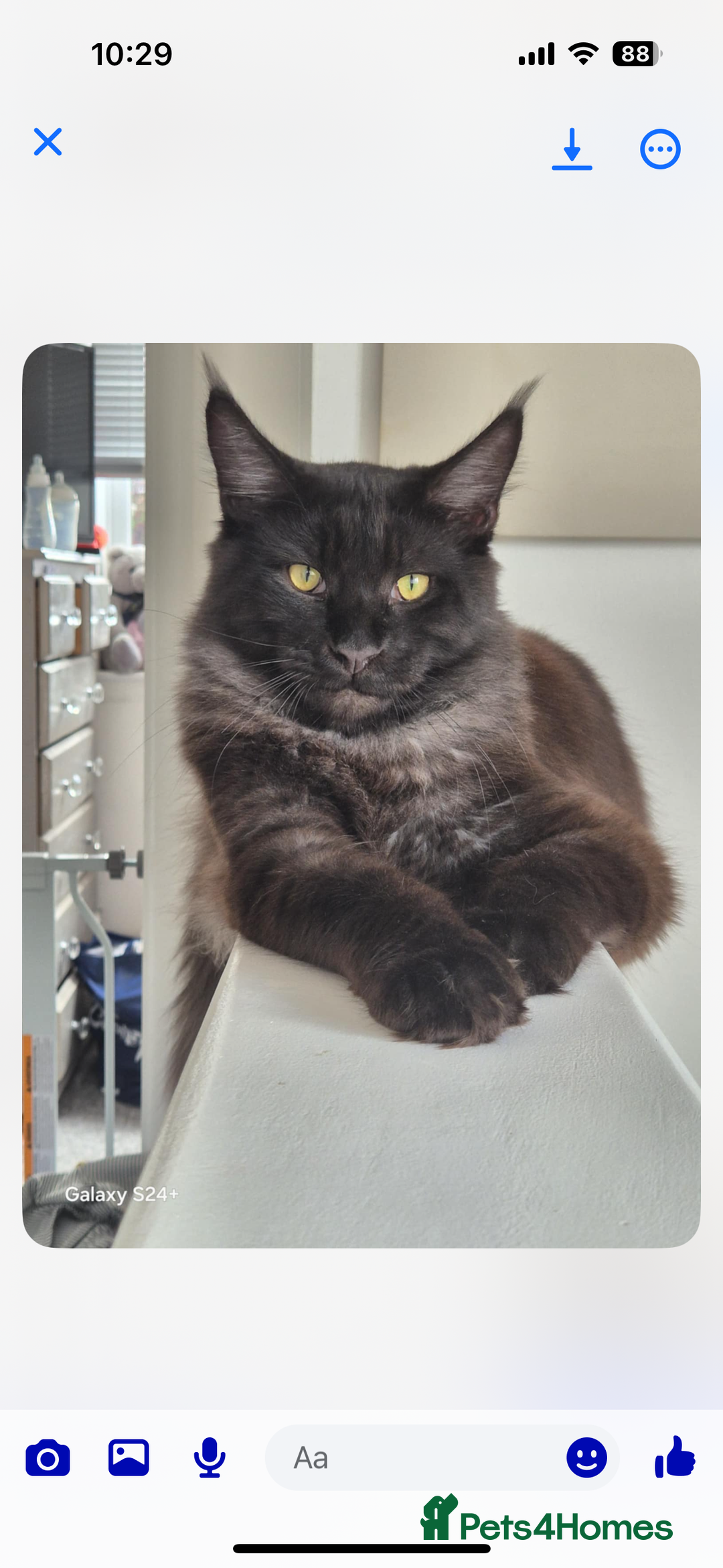Maine Coon cats for sale: Maine coon boy  - Image 1